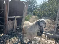 Արու այծ, Damask goat — լուսանկար 2