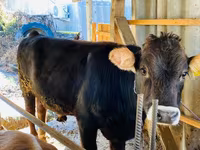 Bulle, Aberdeen-Angus — Foto 2