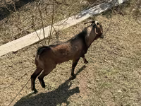 Goat, Alpine goat — photo 4