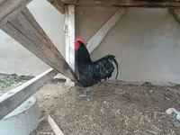 Chickens — Foto 2