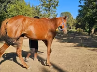 Stute, Arabian horse — Foto 2