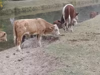 Bull, Auliekol breed — photo 4
