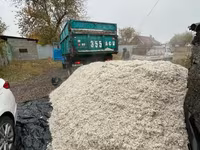 Жом свекловичный (кормовой) — свежий, рассыпной ЖОМ жом жом жом ЖОМ — photo 2