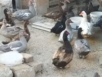 pato criollo doméstico — foto 6