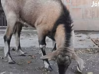 تيس, Nubian Goat — الصورة 1