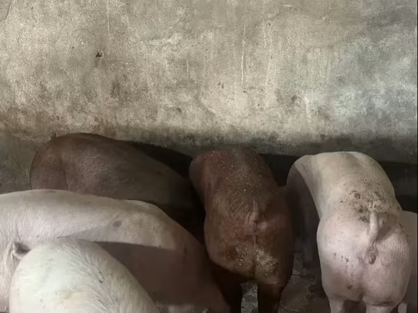 Էգ խոզ, Дюрок