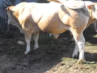 Ցուլ, Blonde d’Aquitane cattle — լուսանկար 2