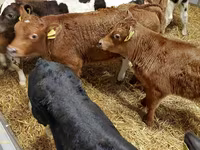 मवेशी (लॉट, लिंग निर्दिष्ट नहीं), Simmental cattle — फ़ोटो 5