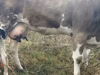 Toro, Ganado vacuno — foto 4