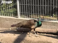 Chickens — الصورة 1