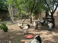 婆罗门鸡 — 照片 1