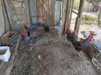Chickens — الصورة 2