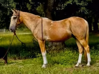 Ձի, Quarter Horse — լուսանկար 2