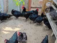Australian Pit Game fowl — Foto 3