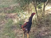 Guinea fowl — Foto 2