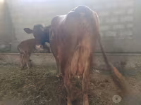Կով, Red Estonian cattle — լուսանկար 2