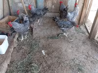 Chickens — الصورة 6