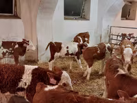 सांड, Simmental cattle — फ़ोटो 2