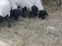 Ոչխար, Baerchuke sheep — լուսանկար 2