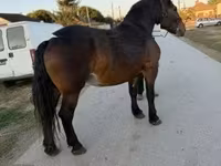 Էգ ձի, Hungarian horse breed — լուսանկար 1