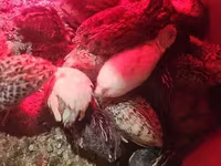 Quails — Foto 7