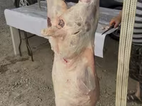 Խոյ, Merino sheep — լուսանկար 2