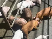 Säue, Schweine — Foto 2