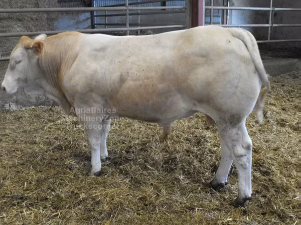 Ցուլ, Blonde d’Aquitane cattle