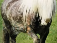 Cavalo, Gypsy horse — foto 2