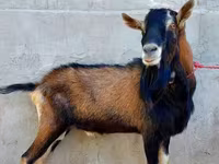 Ешкі, Alpine goat — 4-сурет