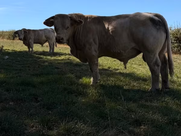 Bulle, Simmental cattle