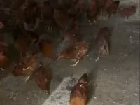Chickens — الصورة 3