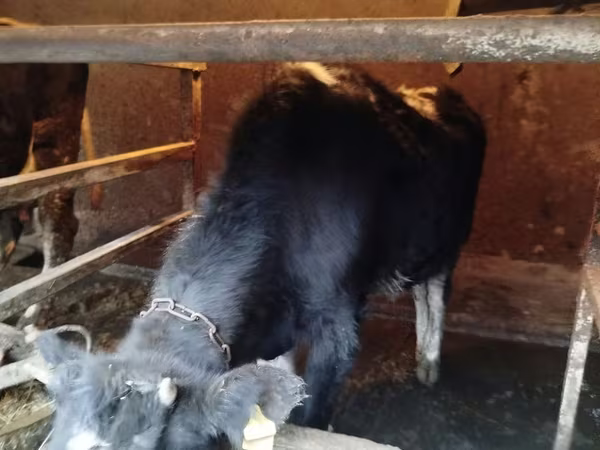 Cow, Cattle