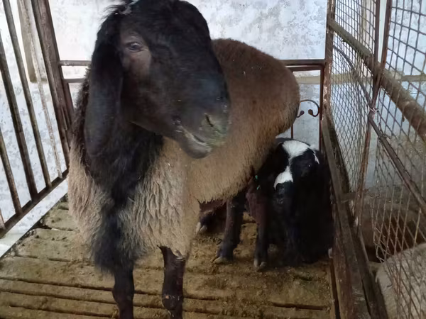 मेढ़ा, Blackheaded Persian sheep