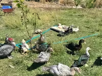Ducks — Foto 4