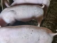 मादा सूअर, Крупная белая — फ़ोटो 2