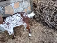 Ziege, Beetal goats — Foto 4