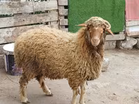 मेढ़ा, भेड़ — फ़ोटो 8