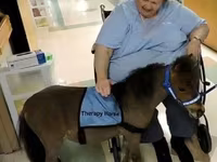 Ձի, Miniature horse — լուսանկար 4