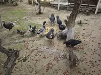 Ducks — Foto 5