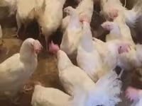 Chickens — photo 5