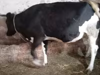 गाय, Russian Black pied cattle — फ़ोटो 6