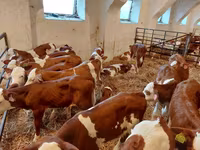 सांड, Simmental cattle — फ़ोटो 2