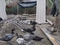 Turkeys — foto 1