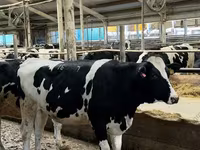 Kuh, Holstein-Rasse — Foto 2