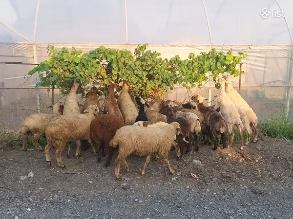 Խոյ, Ոչխարներ — Հայաստան