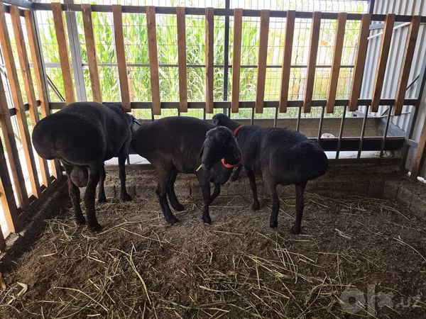 Widder, Hissar sheep