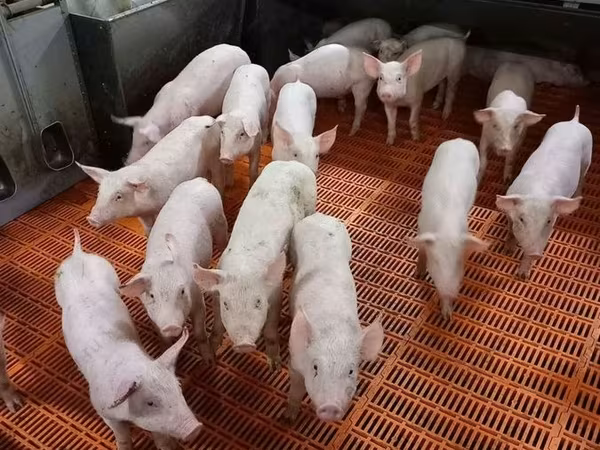 Säue, Крупная белая