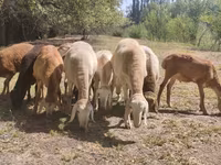 Խոյ, Afghan Arabi sheep — լուսանկար 7