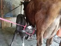 Կով, Red Estonian cattle — լուսանկար 3